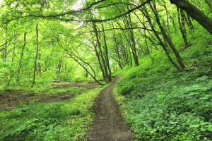 Affect loopbaanadvies